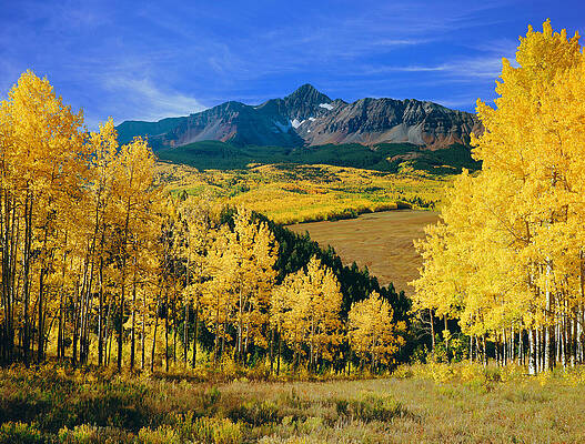 Golden Aspens in Autumn Wall Art