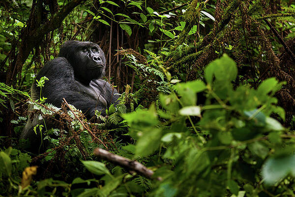 Majestic Gorilla in Lush Forest Wall Art