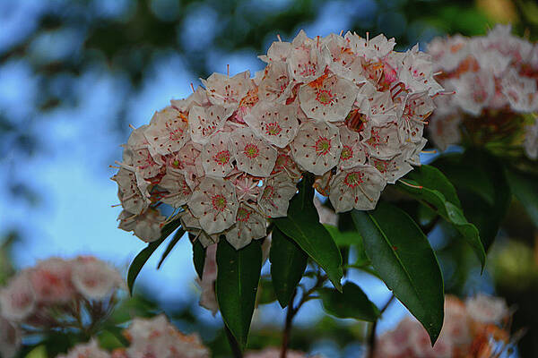 Wall Art featuring the photograph Mountain Laurel Living On The NY Appalachian Trail by Raymond Salani III