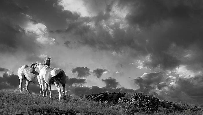 Arizona Photograph - Mountaintop Companionship. by Paul Martin