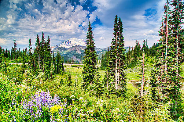 Summer Photograph - Mt Rainier In Summer by Bruce Block