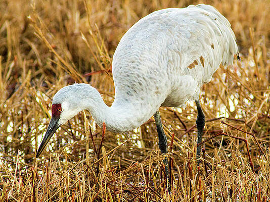 Wild Wall Art featuring the photograph Munching Sandhill Crane by Jean Noren