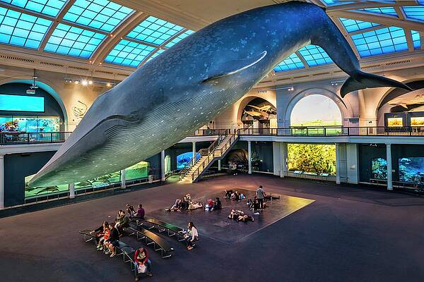 Be Wall Art featuring the digital art Museum Of Natural History, Nyc by Laura Zeid
