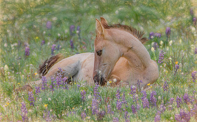 Natural Photograph - Wild Mustang Foal In The Wildflowers by Marcy Wielfaert