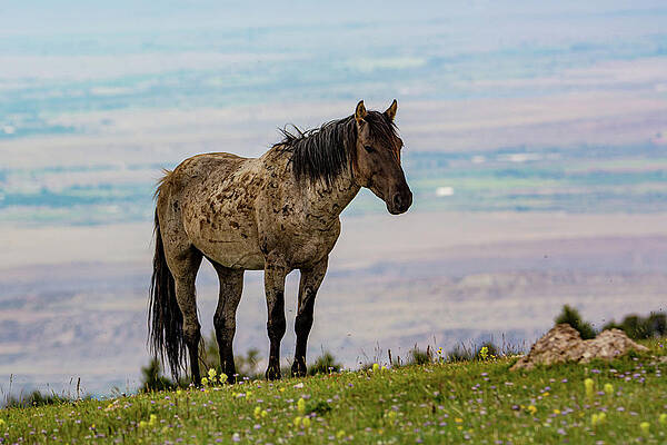 Wyoming Photograph - Mustang Over The Bighorn Valley by Douglas Wielfaert
