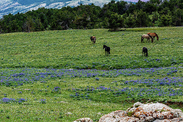 Wyoming Photograph - Mustangs Amidst Lupines. by Douglas Wielfaert