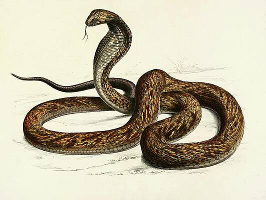 Reptile Painting - Naia Haje Var. B by Sir Andrew Smith