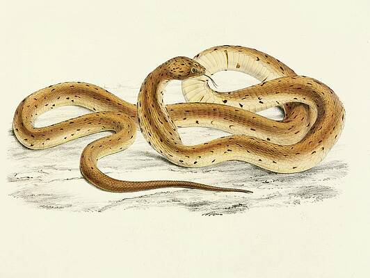 Reptile Painting - Naia Haje Var by Sir Andrew Smith