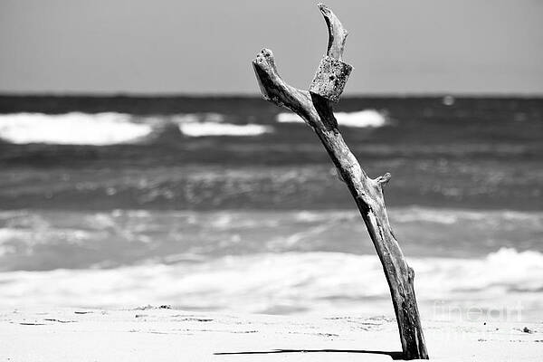 Wall Art featuring the photograph Nailed It by Debra Banks