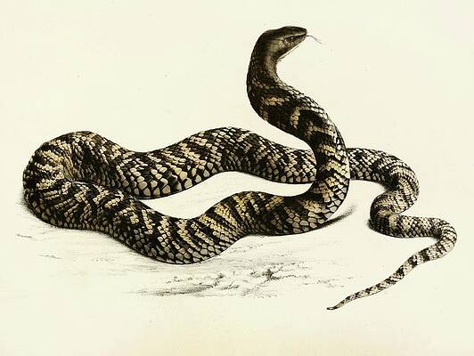 Reptile Painting - Naja Haemachates by Sir Andrew Smith