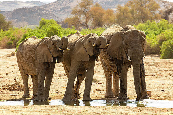 Elephant Wall Art featuring the digital art Namibia, Erongo, Desert Elephants (loxodonta Africana) At A Waterhole Near The Ugab River At Mount Brandberg by Christof Simon