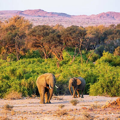 Elephant Wall Art featuring the digital art Namibia, Erongo, Desert Elephants (loxodonta Africana) Near The Ugab River At Mount Brandberg by Christof Simon