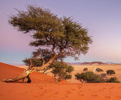 Southern Wall Art featuring the digital art Namibia, Hardap, Sossusvlei, Namib Desert, Namib-naukluft National Park, Tree On The Elim Dune At Sesriem In The Namib-naukluft National Park by Christof Simon