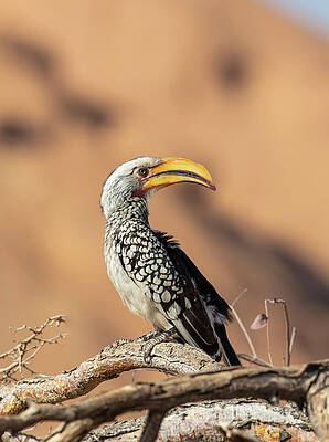 Yellow Wall Art featuring the digital art Namibia, Kunene, Southern Yellow-billed Toco (tockus Leucomelas) In The Region Of The Spitzkoppe Massif by Christof Simon