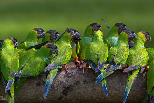Vibrant Conure Gathering Wall Art