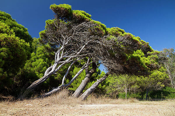 Natur, Pflanze, Pflanzen, Baum, B�ume, Holz, Gr�n, Aleppokiefern, Pinus Halepensis, Italien, Europa, Aussenaufnahme, Tag, Niemand Print