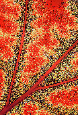 NATURE'S ROAD MAP by Randall Dill