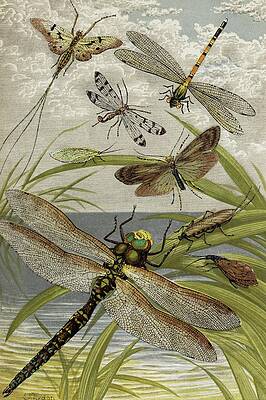 Insects Painting - Neuroptera by William Houghton