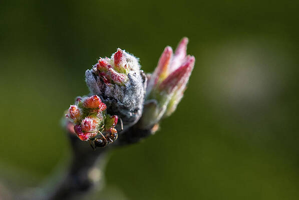 Organic Photograph - New Growth by Scott Lyons