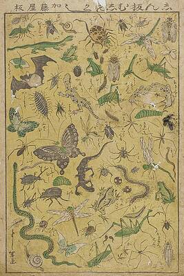 Reptile Painting - New Publication Of Selected Insects by Tsukioka Yoshitoshi