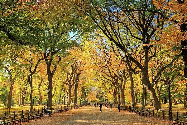 Autumn Wall Art featuring the digital art New York City, Manhattan, Central Park by Michele Falzone