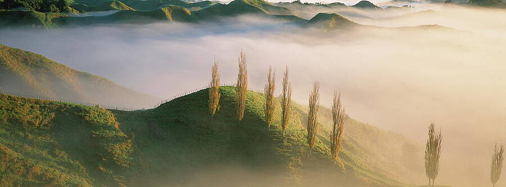 Atmospheric Wall Art featuring the digital art New Zealand, Morning Fog In King by Wolfgang Fuchs