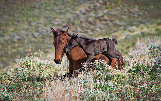 Wild Photograph - Newborn Wild Foal And Mare by Waterdancer