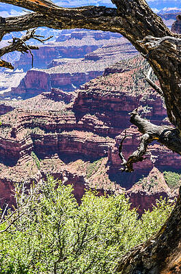 Colorado Photograph - North Rim July Afternoon by Douglas Wielfaert