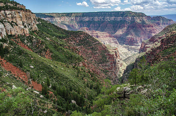 Colorado Photograph - North Rim Nice View by Douglas Wielfaert