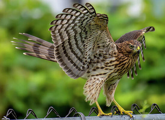 Wildlife Wall Art featuring the photograph Cooper Hawk #1 by Gary Wightman