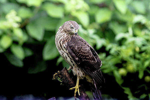 Wildlife Wall Art featuring the photograph Cooper Hawk by Gary Wightman