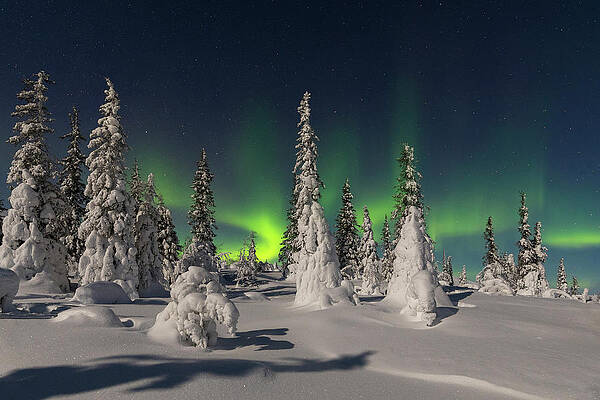 Freeze Wall Art featuring the digital art Northern Lights & Snow Covered Trees by Gabriele Prato