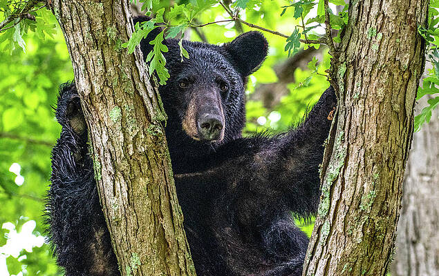Wall Art featuring the photograph Not All Bears Are Created Equal by Marcy Wielfaert