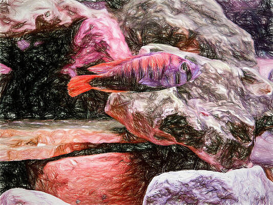 Wildlife Digital Art - Nyererei Haplochromis Colored Pencil by Don Northup