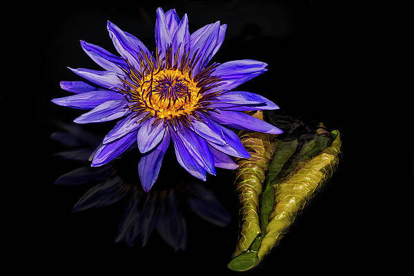 Summer Photograph - Nymphaea Aquarius Waterlily by Susan Candelario