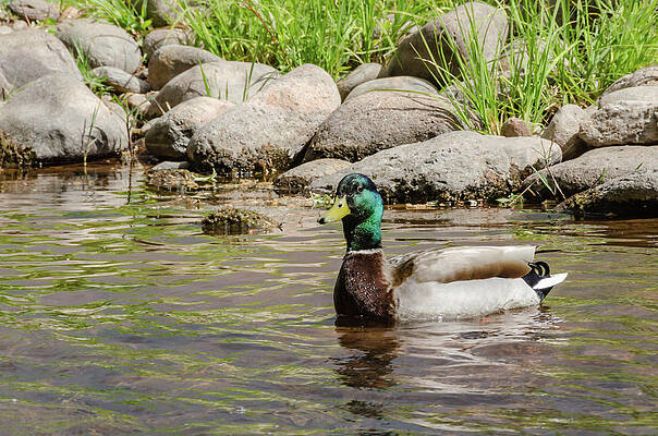 Arizona Photograph - Oak Creek Mallard by Douglas Wielfaert