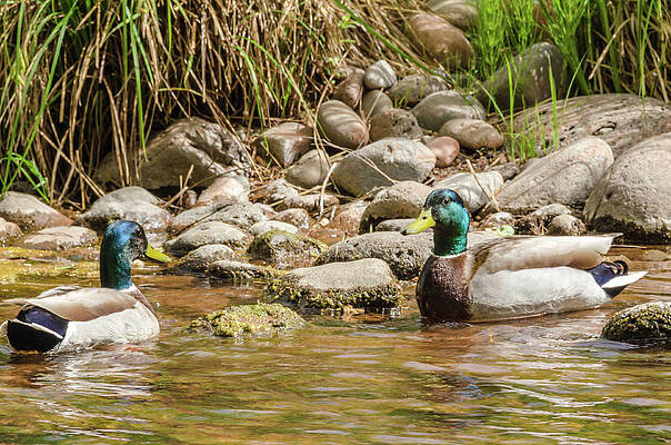Arizona Photograph - Oak Creek Mallards by Douglas Wielfaert