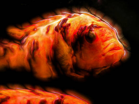 Wildlife Digital Art - OB Mbuna Cichlid On Fire by Don Northup