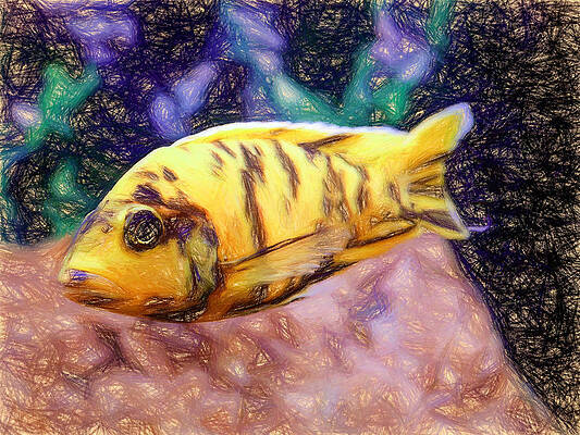 Wildlife Digital Art - OB Peacock Cichlid Pencil by Don Northup