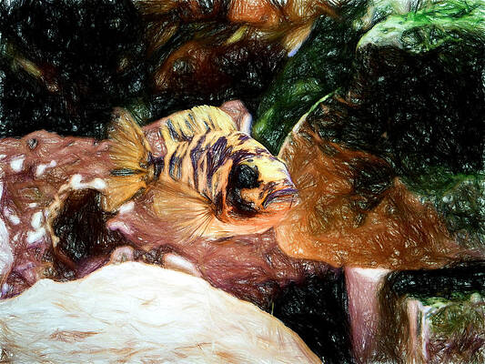 Wildlife Digital Art - OB Peacock Cichlid Rocks by Don Northup