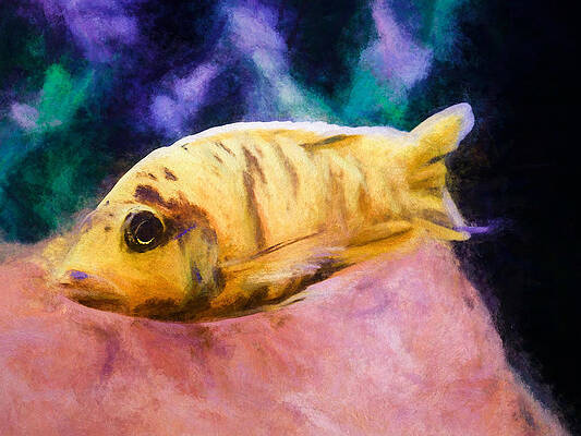 Wildlife Digital Art - OB Peacock Cichlid Smudge by Don Northup