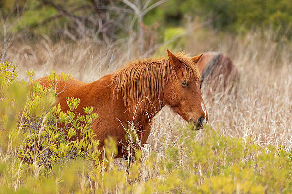 Cloud Wall Art featuring the photograph OBX Mare by Donna Twiford
