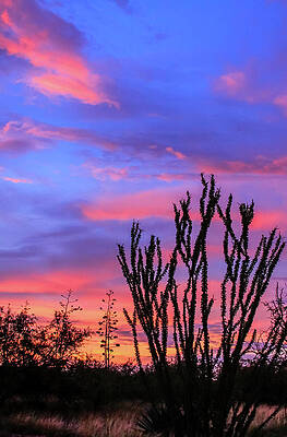 Desert Wall Art featuring the photograph Ocotillo Sunset 1 by Dawn Richards