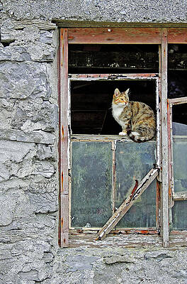 Ireland Photograph - On The Lookout by Randall Dill