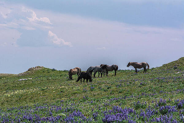 Wyoming Photograph - On Top Of Pryor Mountain by Douglas Wielfaert