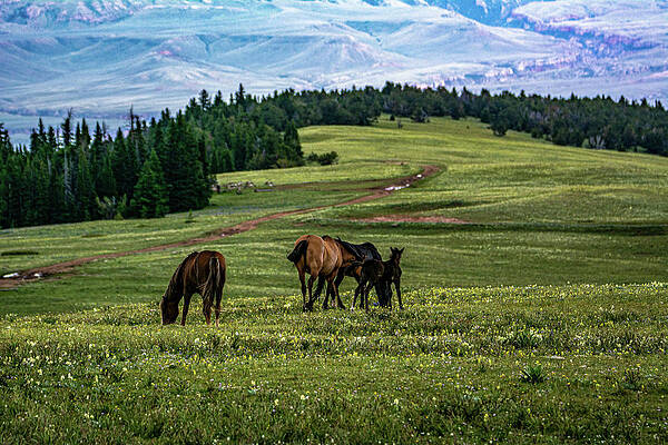 Wyoming Photograph - On Top Of Pryor Mountain With Mustangs by Douglas Wielfaert