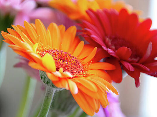 Isolate Wall Art featuring the photograph Orange And Red Gerber Flowers by Scott Lyons