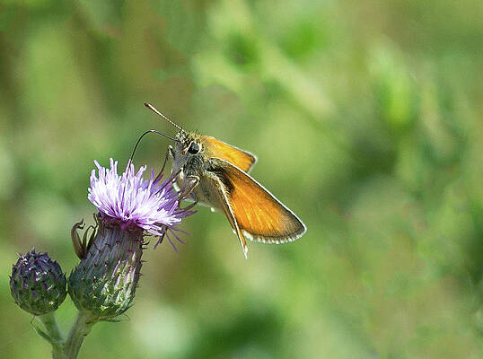 Isolate Wall Art featuring the photograph Orange Butterfly Feeding by Scott Lyons