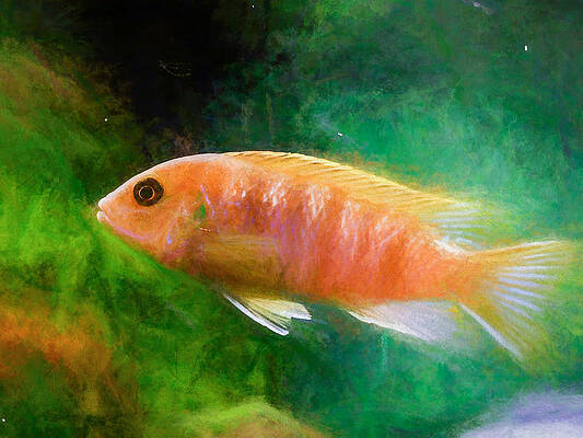 Wildlife Digital Art - Orange Cichlid Chalk Smudge by Don Northup