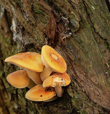 Organic Photograph - Orange Funghi by Scott Lyons